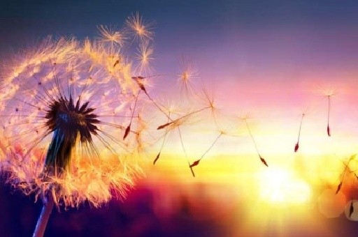 假奶粉揭秘，奶精淀粉勾兑背后的流向之谜