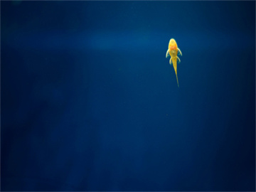 兰生股份股票走势分析