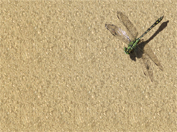 蔡磊准备探索脑机接口新领域