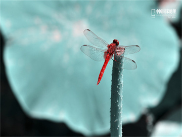 股票撤单时间规定详解，新手必知的交易规则须知时间节点